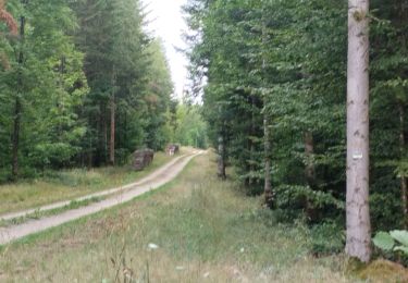 Tour Pfad Chaumont - petits sentiers en footing  - Photo