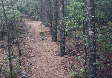 Excursión Senderismo Flassan - La Cabane des chasseurs / Combe Ripert - Photo