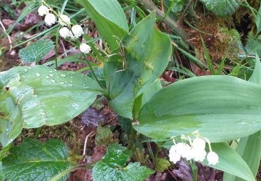 Trail Walking Lizine - lizine croix et lison - Photo