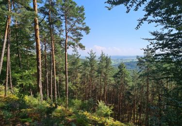 Trail Walking Rothbach - Lichtenberg - Photo