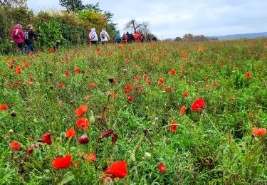 Tocht Stappen Coincy - Coincy du 23-11-2023 - Photo