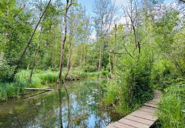 Trail Walking Ottignies-Louvain-la-Neuve - visorando-le-fond-humide-du-bois-de-lauzelle-a-louvain-la-neuve - Photo