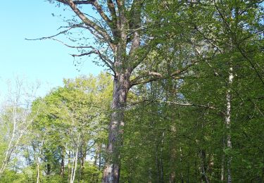 Excursión Senderismo Varennes-Vauzelles - la bleue nifond boucle - Photo