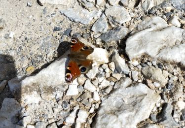 Tocht Stappen Bélesta - espalisse 00 - Photo