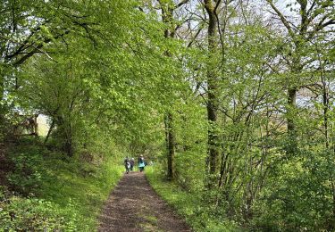 Tour Wandern Érezée - Fanzel - Photo