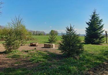 Percorso Marcia Seloncourt - Seloncourt, les 5 sapins (10 km ) - Photo