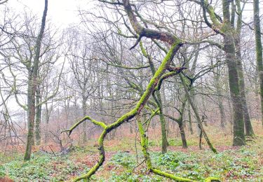 Tour Laufen Gerpinnes - Ah - Photo