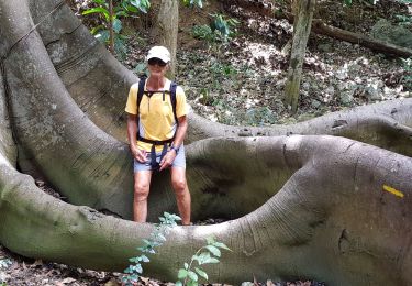 Tour Wandern Grand-Bourg - Marie Galante - Sentier Murat  - Photo