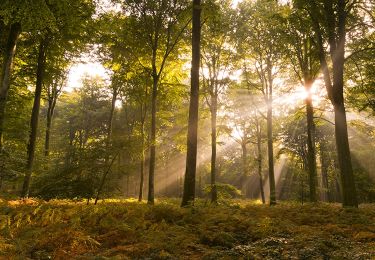 Trail Walking Forest-l'Abbaye - À la découverte d'arbres remarquables en Forêt de Crécy - Photo