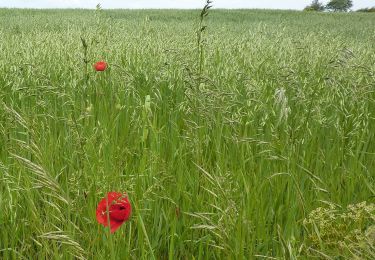 Excursión A pie Bolsover - Tibshelf Walk - Photo