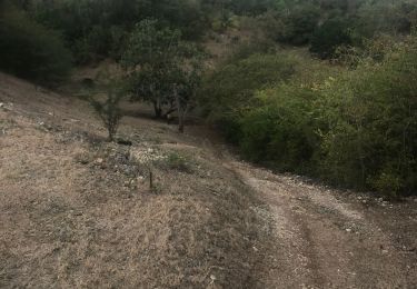 Tour Wandern Sainte-Anne - Boucle des mangue - Photo