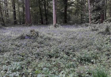 Tocht Stappen Thuin - Ragnies  - Photo