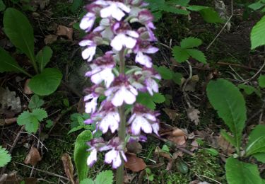 Trail Nordic walking Seyssinet-Pariset - MN du 17 mai 2023 dans les Vouillants par la Tour sans Venin - Photo
