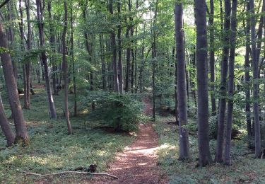 Percorso A piedi Bad Sooden-Allendorf - Rundwanderweg BSA 2 zum Schloss Rothestein - Photo