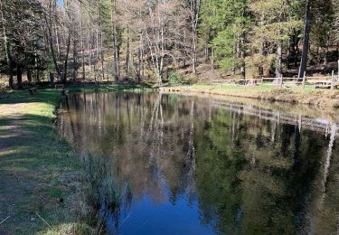 Randonnée Marche Lacaune - Sous bois de Martinou - Photo