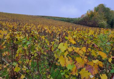 Tocht Stappen Château-Thierry - RandoDimanche du 10-11-2024 - Photo