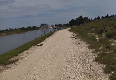 Percorso Bici da strada Le Grau-du-Roi - Pérols Lunel a.morte grau vélo 18.06.23 - Photo