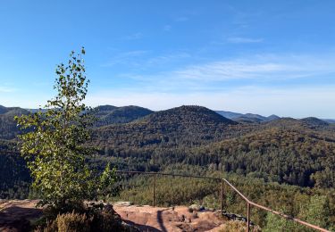 Trail Horseback riding Schönau (Pfalz) - suuntoapp-HorsebackRiding-2024-09-29T07-15-12Z - Photo