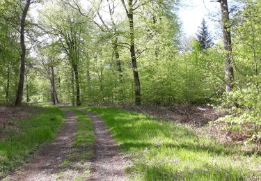 Randonnée V.T.T. Saint-Léger - Forêt de Gaume depuis St-Léger VTT - Photo