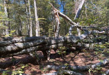 Trail Walking Goldbach-Altenbach - Autour du Grand Ballon - Photo