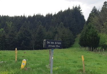 Trail Walking Poule-les-Écharmeaux - col des Aillets  Mont pinay 12 KM - Photo