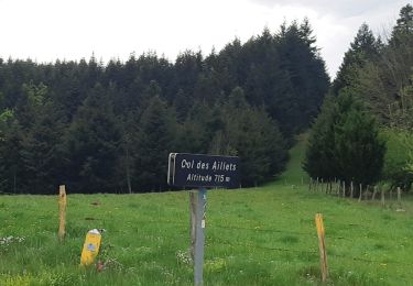 Tour Wandern Poule-les-Écharmeaux - col des Aillets  Mont pinay 12 KM - Photo