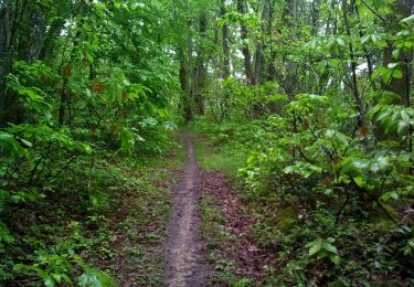 Tour Wandern Mouleydier - Forêt de Liorac 21km - Photo