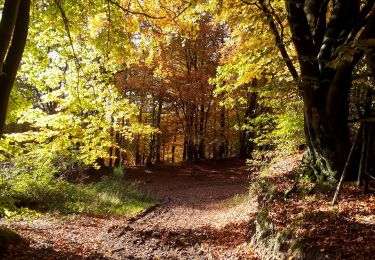 Tour Wandern Malmedy - Autour de l'auberge.  - Photo