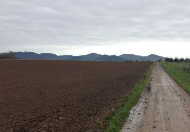 Tocht Te voet Wachtberg - Siebengebirgsweg - Photo