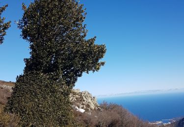 Tocht Stappen Port-Vendres - P. coll gascons . coll vallauria carrossable puis gr sailfort   - Photo