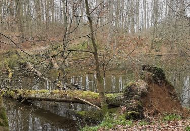 Randonnée Marche Hoeilaert - Groenendaal au bord des étangs  - Photo