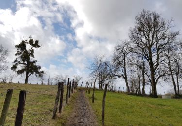 Tocht Stappen Olne - 2021-03-10_16h10m11_1409 - Photo