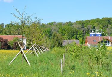 Randonnée A pied Mellingen - PostAuto Walking Trail R - Photo