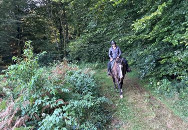 Trail Horseback riding Étalle - Etalle 11 km - Photo