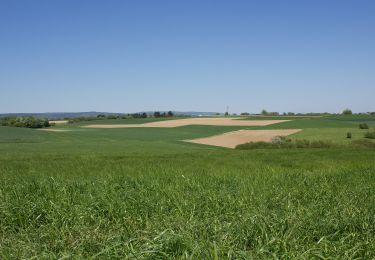 Excursión A pie Losheim am See - Oppig-Grät-Weg - Photo