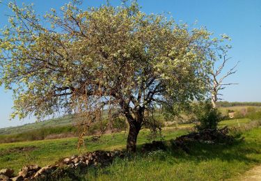 Trail Walking Bissey-sous-Cruchaud - idem . - Photo