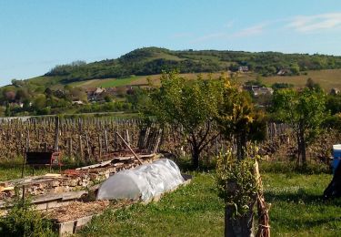 Excursión Senderismo Moroges - st Benoît. - Photo