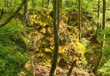 Tour Wandern Dinkrich - Tincry - fours à chaux - panorama - - Photo