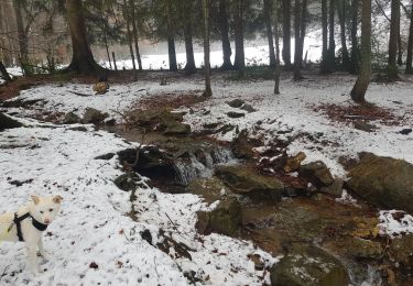 Tocht Stappen Spa - La Géronstère  - Photo