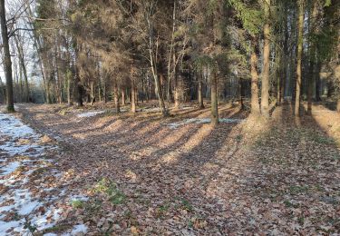 Excursión A pie Bolatice - Lesní naučná stezka v Chuchelenském lese - Photo