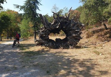 Percorso Mountainbike La Londe-les-Maures - Valcros ,Babaou,La Verne - Photo