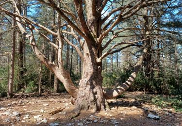 Tour Wandern Lacoste - LACOSTE  , Vaucluse,  la forêt des cèdres o - Photo