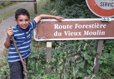 Trail Walking Bagnoles-de-l'Orne-Normandie - Route forestière du vieux moulin  - Photo