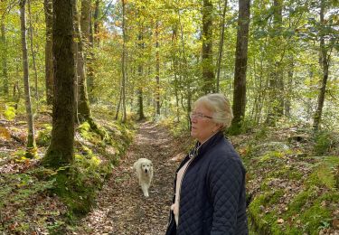 Trail Walking Saint-Pierre-la-Bruyère - Bois de contrai - Photo