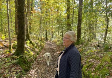 Tour Wandern Saint-Pierre-la-Bruyère - Bois de contrai - Photo