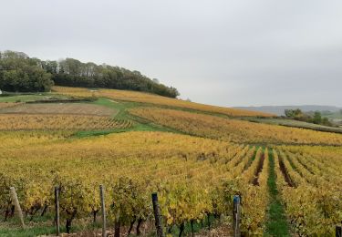 Tocht Stappen Plainoiseau - Plainoiseau 2020 - Photo