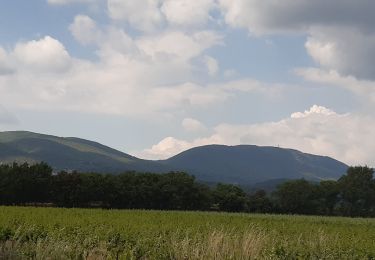 Randonnée Marche Cucuron - Cucuron Vaugines - Photo