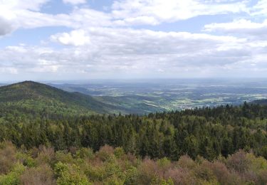 Tocht Te voet Achslach - Ferienregion Hirschenstein Rundwanderweg Nr. 4 - Photo