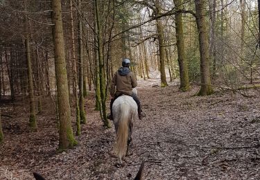 Trail Horseback riding Viroinval - Oignies grand tour - Photo