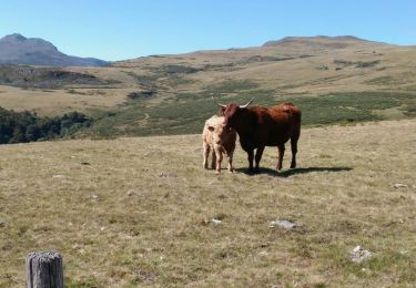 Excursión Senderismo Lavigerie - Grand tour du plateau du Limon Lavigerie Cantal - Photo